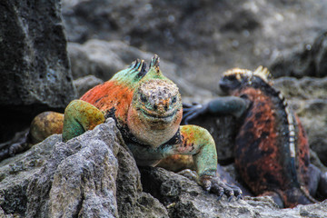Meerechse Galapagos, endemisch, bunt