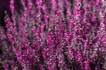 evergreen pink heather blossoms