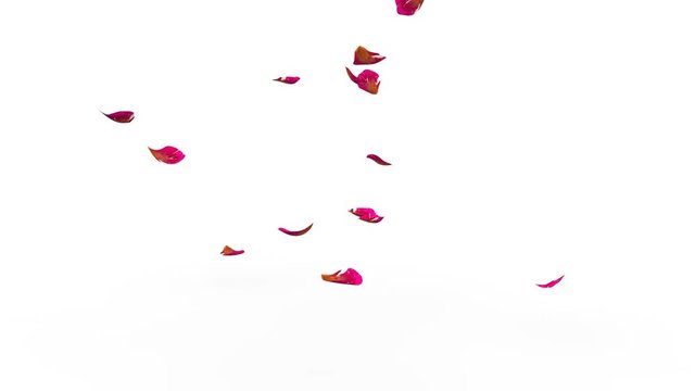 Ribbed rose petals fly to the floor. White background. Alpha mask. 4K video quality