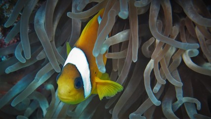 Clownfisch
