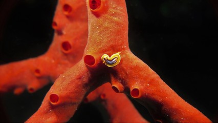 Weichkoralle mit Pyjama Schnecke