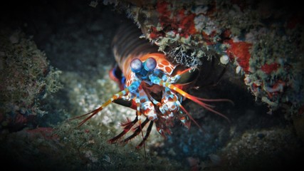 Mant Shrimp / Fangschreckenkrebs