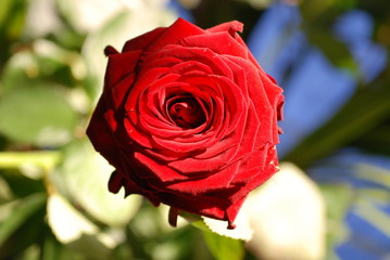 Rote Rose