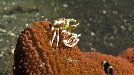 Porcelankrabbe Sulawesi