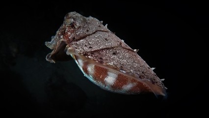 Sepia Nachttauchgang Sulawesi