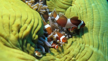 Nemo Annemone Bali
