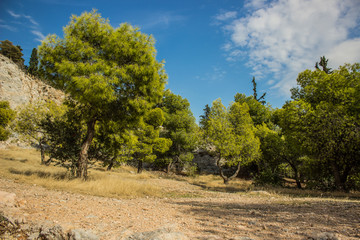 south mountain forest nature landscape view with bright green needle trees and clear summer weather 