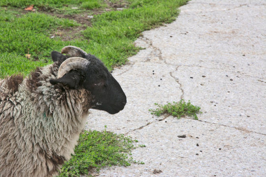 Ram