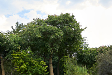 Obraz premium Ceiba speciosa