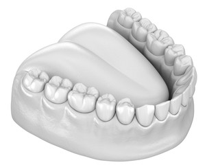 Mandibular human gum and teeth anatomy. Medically accurate tooth 3D illustration