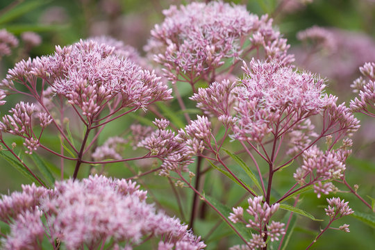 beautiful flowers of eupatorium blooming luxuriantly in a summer park or garden