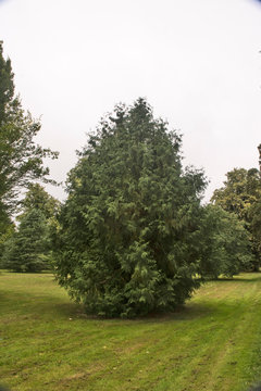 Tree Growth