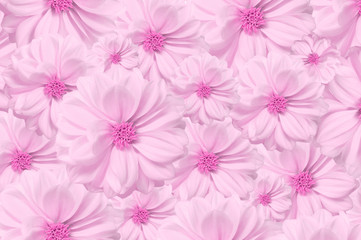 Background of pink dahlia flower buds. White isolate
