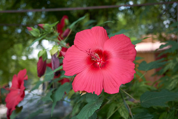 Hibiscus moscheutos