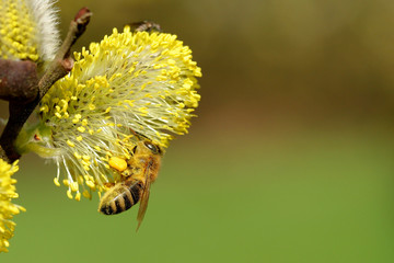 Biene am Weidenkätzchen