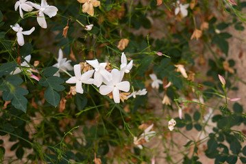 Jasminum grandiflorum