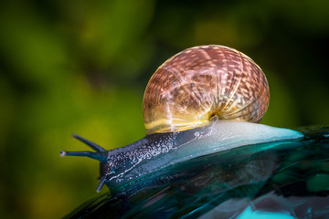 blaue schnecke mit gebrochenem haus 