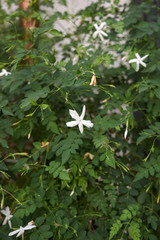 Jasminum grandiflorum
