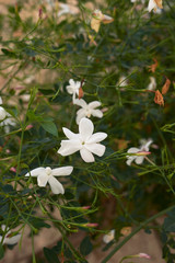 Jasminum grandiflorum