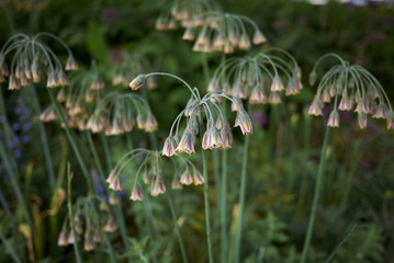 Nectaroscordum siculum