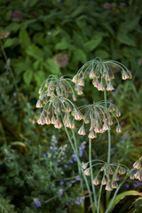 Nectaroscordum siculum