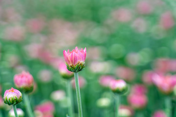bud Chrysanthemum Flower