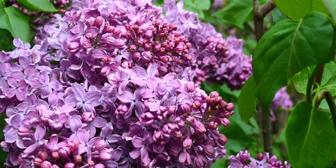 Panoramic view of a purple lilac branch. Lilac in the botanical garden in spring. Lilac flowers and leaves. Clusters of small flowers