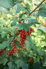 Ribes rubrum