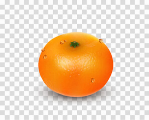 Single citrus fruit mandarin or tangerine without leaves isolated on a white background. Realistic Vector Illustration