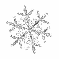 Snowflake isolated on white background. Vector illustration based on macro photo of real snow crystal: elegant stellar dendrite with fine hexagonal symmetry, ornate shape and complex inner details.