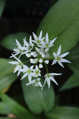 Delicious wild garlic flower and leaves