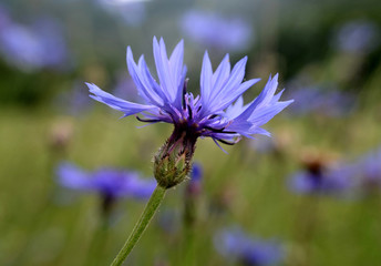 wild cornflower in a country grass meadow 