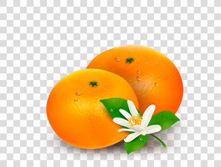 Two citrus fruits mandarins or tangerines and small blooming flower with green leaves isolated on transparent background. Realistic Vector Illustration