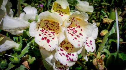 Obraz na płótnie Canvas Foxglove Flowers