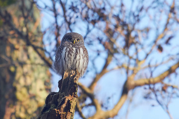 Eurasian pygmy owl (Glaucidium passerinum)