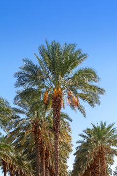 Grove of date palm trees with blue sky
