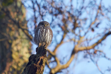 Eurasian pygmy owl (Glaucidium passerinum)
