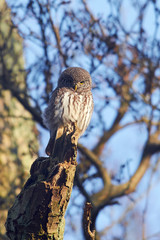 Eurasian pygmy owl (Glaucidium passerinum)