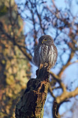 Eurasian pygmy owl (Glaucidium passerinum)