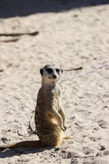 Fototapeta premium meerkat 