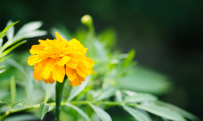 Beautiful Tagetes patula sunflower family Asteraceae. Maxcro view yellow flower plant, shallow depth of field.