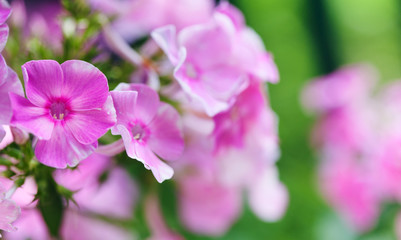 Obraz premium Phlox pink violet purple flowers macro view. shallow depth of field, copy space