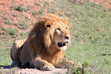 lion in masai mara