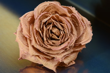 Dried rose flower head on metallic background closeup