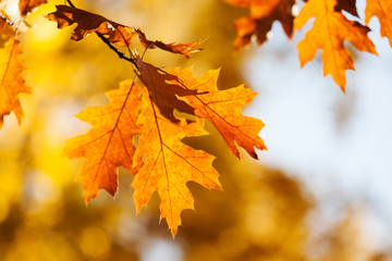 Fototapeta na wymiar Autumn foliage background. Colorful red brown orange leaves sunny day park scene. Red oak tree branch macro view photo