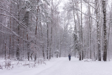 snowfall in the forest. People walking on a forest road during a snowstorm