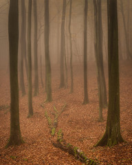 Buchenwald im Nebel