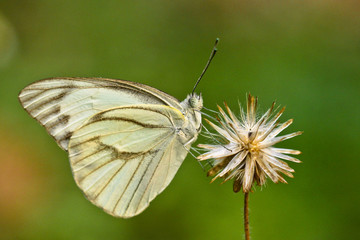 Obraz premium portrait of white smal butterfly