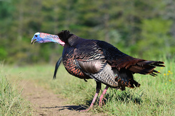 Gobbler in Cades Cove, Tennessee