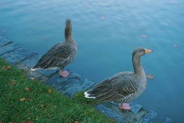 Canard